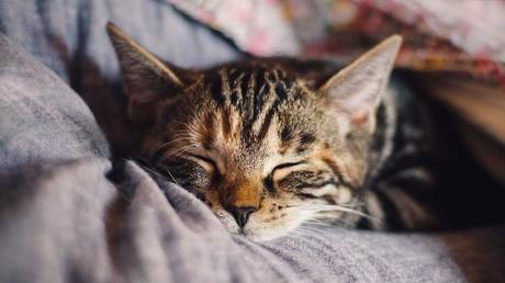 Katzen ist es besonders wichtig einen warmen und sicherer Schlafplatz zu finden.