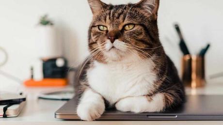 Liegt deine Katze auf dem Laptop, erhofft sie sich dadurch deine Aufmerksamkeit und kann sich zudem darauf wärmen.