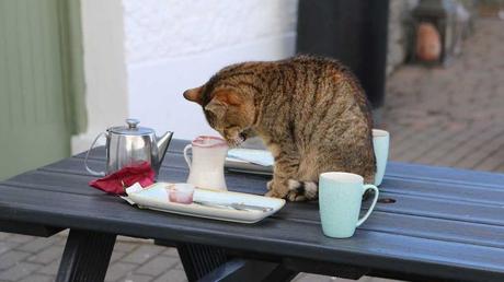 Dass deine Katze gerne Sachen vom Tisch schiebt, liegt nicht an ihrer frechen Art. Es liegt an der Bedürfnis neue Dinge zu erfahren und auszutesten.