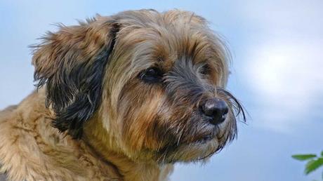 Eine weitere familienfreundliche Hunderasse ist der Tibet Terrier. Er hängt sehr an seiner Familie und möchte ungern alleine gelassen werden.
