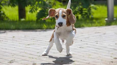 Bei Beagle handelt es sich um eine sehr familienfreundliche Hunderasse. Es sollte jedoch beachtet werden, dass dieser Hund sehr viel Bewegung braucht.