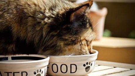 Im Umgang mit Katzen sind auch Fehler bei der Reinigung ihrer Utensilien, wie Näpfe, zu vermeiden. Dabei solltest du nie stark riechende Spülmittel benutzen, da die Nase der Katze sehr empfindlich ist.