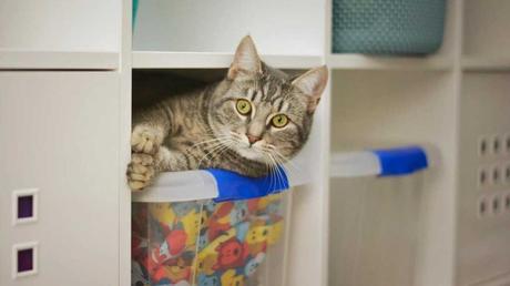 Da Katzen wahre Kletterer sind und beinahe auf jeden Schrank kommen, ist es besonders wichtig, die Umgebung möglichst sicher für deine Katze zu gestalten.