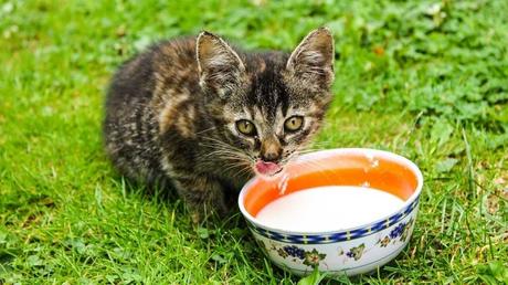 Während man jungen Katzen noch Milch geben darf, sollte man bei älteren Katzen davon absehen. Bei ihnen kann Milch zu Magen-Darm-Beschwerden führen.