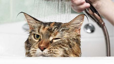 Die Haut einer Katze ist nicht darauf ausgelegt, dass sie regelmäßig gebadet wird. Daher sollte man sie nur in notwendigen Ausnahmesituationen baden.