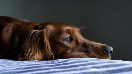 Warum dein Hund nicht mehr frisst: 10 häufige Gründe