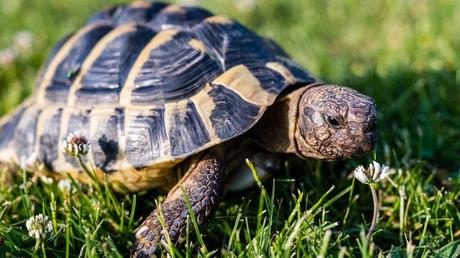 Die griechische Landschildkröte zählt zu den kleineren Schildkröten und eignet sich daher auch als Haustier. Sie benötigt dennoch etwas mehr Platz. Des Weiteren hält sie einen Winterschlaf, bei dem eine konstant niedrige Temperatur benötigt wird.