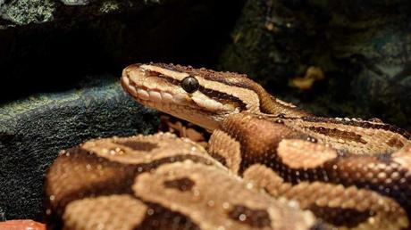 Eines der 10 außergewöhnlichen Haustiere ist die Königspython. Da Schlangen manchmal gefährlich werden können, solltest du dich vor der Anschaffung nach den Regelungen in deinem Bundesland erkundigen. 