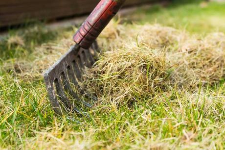 Rasenschnitt kann im Garten sinnvoll als Mulchmaterial eingesetzt werden.