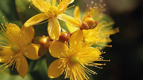 gelb blühende Blüten des Johanniskrauts.