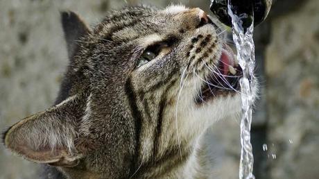 Katzenbrunnen sind deshalb so beliebt, da das fließende Wasser bei Katzen den Eindruck erweckt, dass es sich um sehr frisches Wasser handelt.