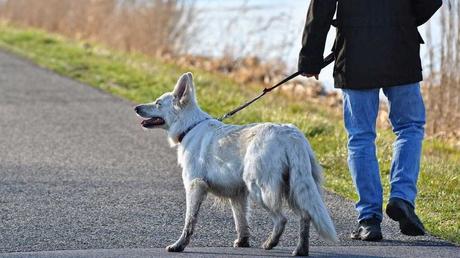 Das Laufen bei Fuß macht jeden Spaziergang entspannter. Denn es muss nicht darauf geachtet werden, wo dein Hund gerade herumläuft, da er auf Abruf sofort neben dir herläuft.