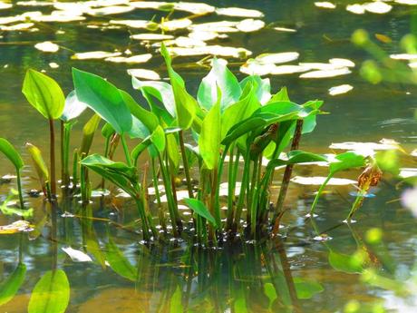 Igelschlauch Wasserpflanzen für den Teich