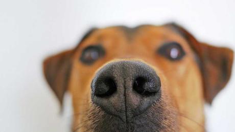 Die Nase eines Hundes ist sogar so sensibel, dass sie Krankheiten wahrnehmen kann. Das macht Hunde zu perfekten Begleitern von Diabetikern oder auch Menschen mit Epilepsie.