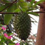 Passionsblume Wirkung