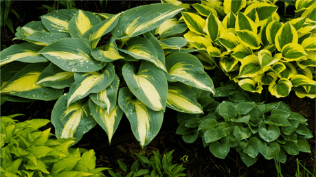 Die Funkie überzeugt mit ihren dekorativen Blättern in grün, weiß oder auch gelb.