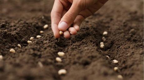 Die Qualität und Pflege der Samen beeinflusst den späteren Ernteerfolg entscheidend.