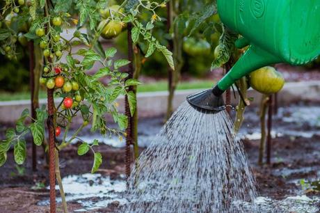 Zu viel oder zu wenig gießen kann negative Auswirkungen auf Tomatensträucher haben.