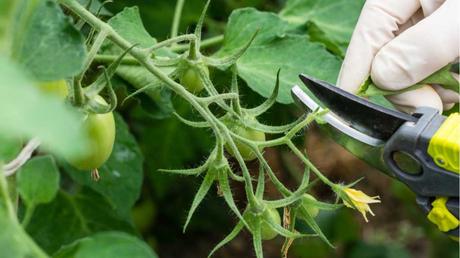 Auch die Blätter der Tomatenpflanzen sollten bei Schäden regelmäßig entfernt werden.