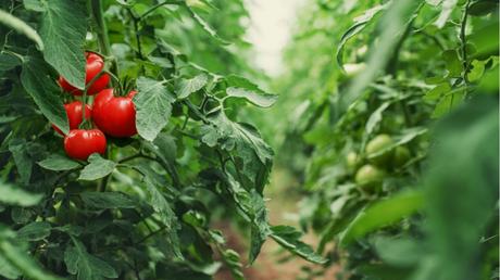 Tomatensträucher benötigen genügend Abstand zwischen den anderen Pflanzen.