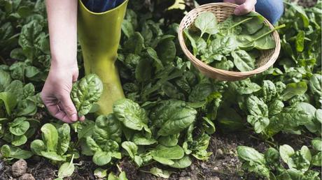 Gemüsesorten wie Spinat, Rote Beete oder Möhren eignen sich im Juni ideal zur Aussaat.