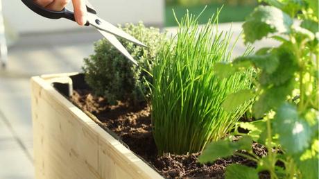 Einige Küchenkräuter wie Bohnenkraut, Dill oder Schnittlauch können im Juni direkt ins Beet ausgesät werden.
