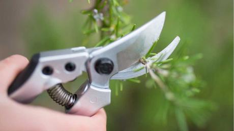 Auch Rosmarin und Lavendel können im Juni gerne geschnitten werden.