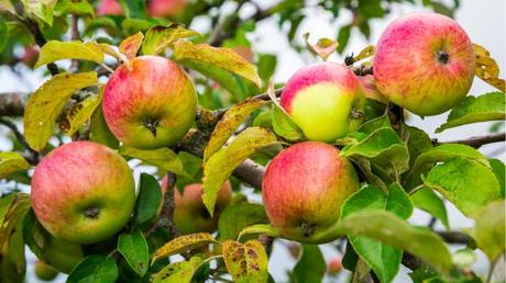 Der Juni eignet sich ideal zum ausdünnen von Kernobst.