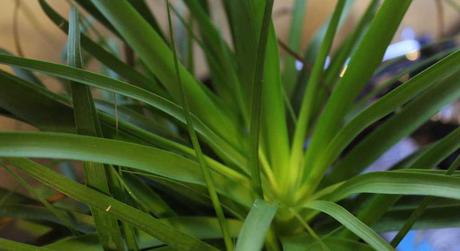 Auch die letzten Exoten dürfen im Juni ihr Winterquartier verlassen.