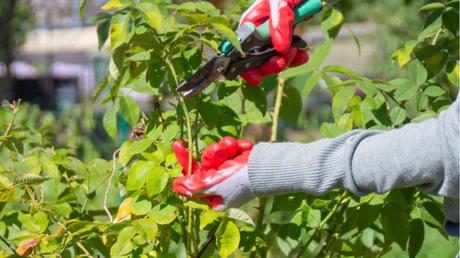 Rosen schneiden und düngen ist auch im Juni wichtig.