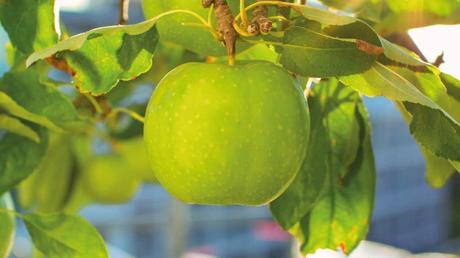 Besonders Obstbäume brauchen im Juni genügend Pflege.