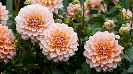 m Mai könenn sie Dahlien, Ranunkeln oder klassisch Sonnenblumen, Löwenmäulchen und viele mehr im Garten bepflanzen.