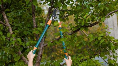 Im Mai sollten Beerensträucher und Obstbäume zurückgeschnitten werden.
