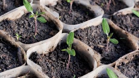 Die Jungplfanzen dürfen sich nun auch an die Sonne gewöhnen und langsam nach draußen gesetzt werden.