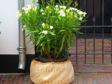 Kübelpflanzen dürfen nach dem überwintern wieder einen Platz im Freien finden.