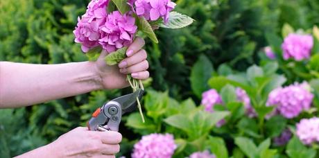 Für eine schöne Blüte sollten Hortensien im Mai gerne zurückgeschnitten werden.