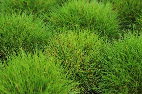 Bärenfell-Schwingel