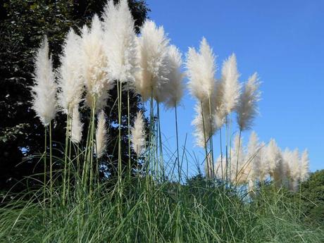 Pampasgras