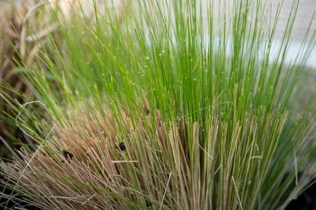 Engelshaar-Federgras