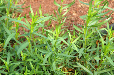 Estragon ist bekannt als Küchenkraut zu Salaten, Kräutersaucen und vielem mehr.