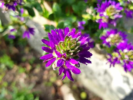Blaue Fächerblume Blumenampeln