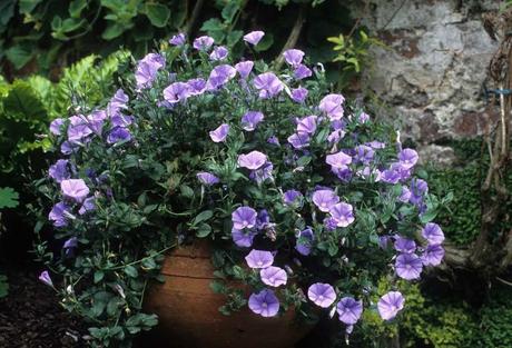 Blaue Mauritius Bluemnampeln