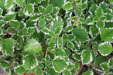 Weihrauch-Blumenampeln