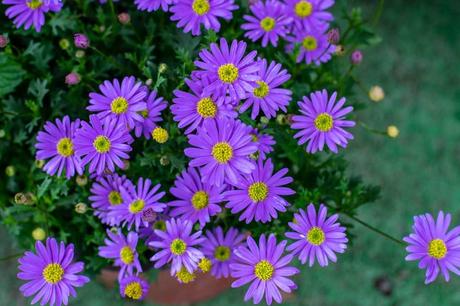 Blaues Gänseblümchen Blumenampeln