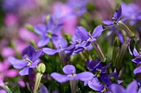 Sternenblume Blumenampeln