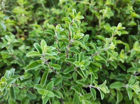 Oregano als Spritzmittel gegen Blattläuse