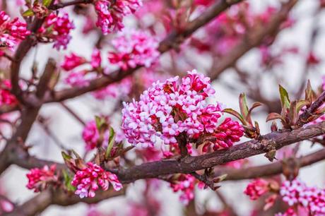 Koreanischer Duftschneeball