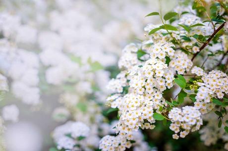 25 Kübelpflanzen, die winterhart sind und es sonnig mögen