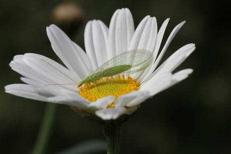 Florfliegenlarven als Blattlausvernichter