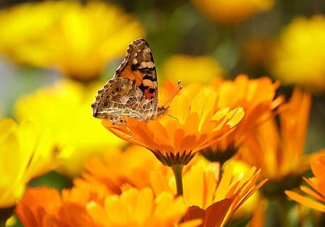 10 nützliche Insekten für Ihren Garten